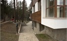 The Garden » Pine Trees