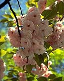 Spring in Bulgaria