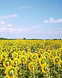 Summer in Bulgaria