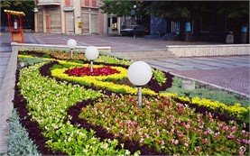 Flowers, Velingrad