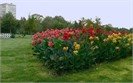 Flowers, Burgas