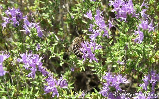 Bee on Wild Thyme 