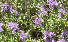 Bee on Wild Thyme 