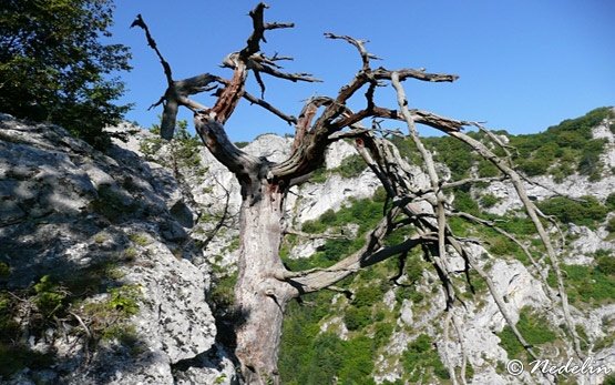 Мъртво дърво над село Триград