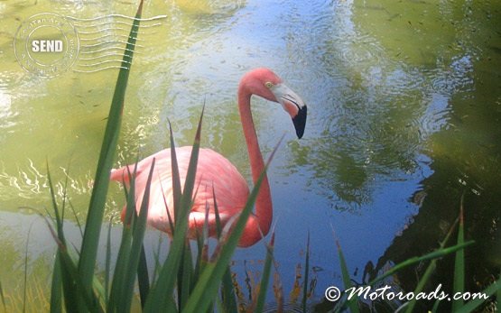 Фламинго - Баваро курорт