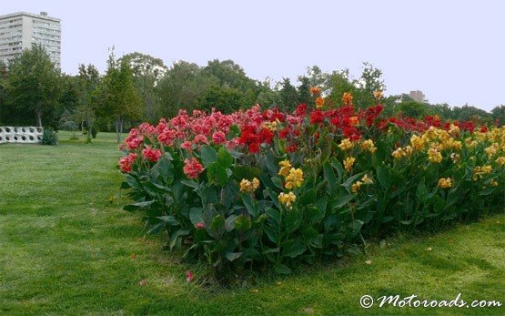 Flowers, Burgas