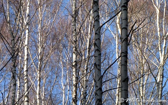 Forest, Vitosha Mountain