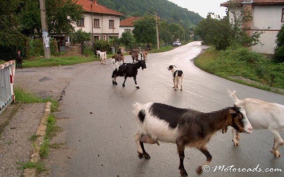 Ziegen in Ribraitsa