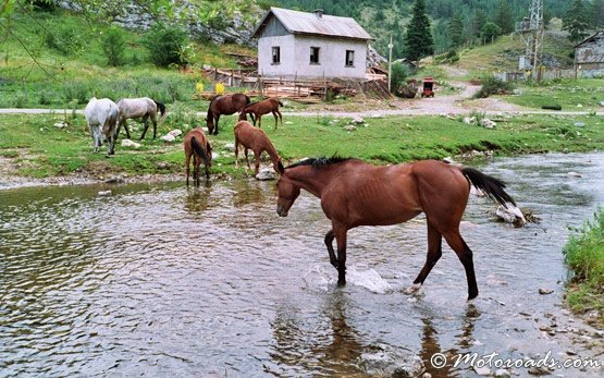 Horses, Trigrad