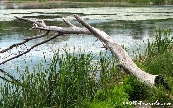 Shore of Pancharevo Lake