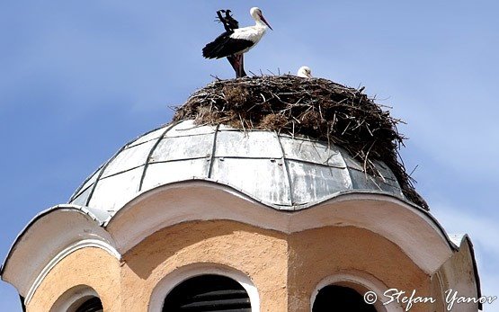 Storks, Chirpan