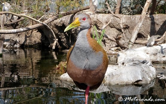 Bird - pictures of Bulgaria