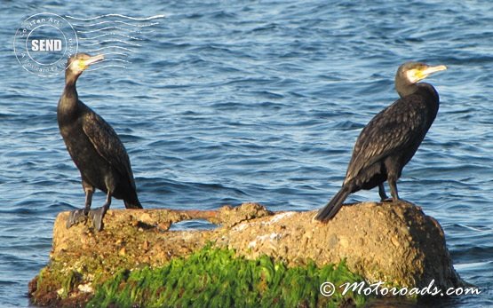 Birds - Black Sea coast