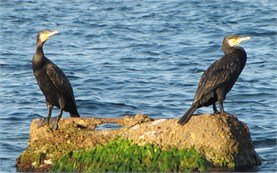 Birds - Black Sea coast