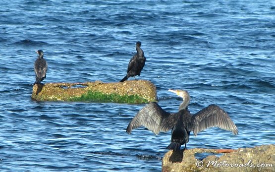 Black Sea - birds