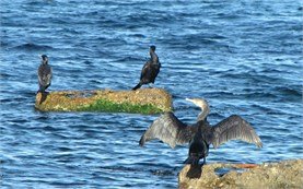 Black Sea - birds