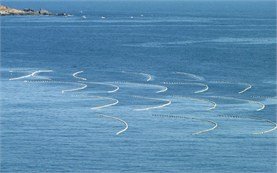 Mussel farm - Black Sea