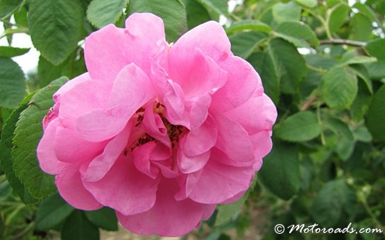 Bulgarian Damask Rose