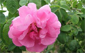 Bulgarian Damask Rose