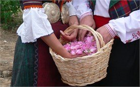 Bulgarian Rose - Damascena