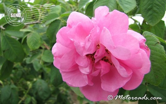 Bulgarian Rose - Damask