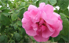 Bulgarian Rose - Damask