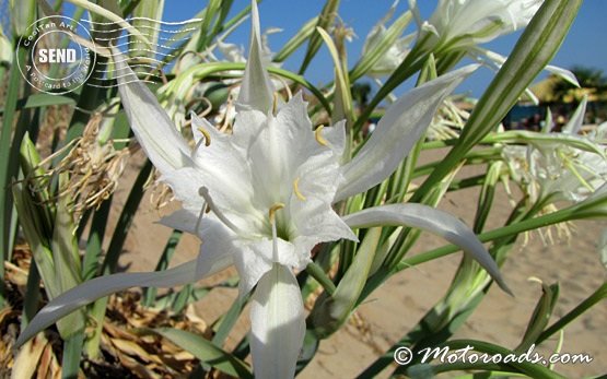 Sand Lilies - Black Sea