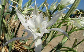 Sand Lilies - Black Sea