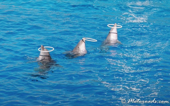 Dolphins in the oceanarium in Valencia