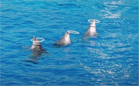Dolphins in the oceanarium in Valencia