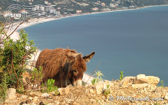 Donkey in Albania