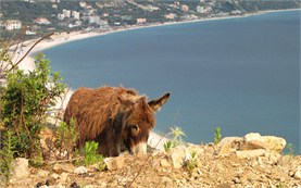 Donkey in Albania