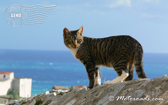 Dubrovnik - Cat