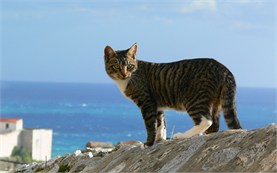 Dubrovnik - Cat