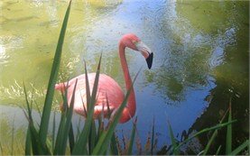 Flamingo - Bavaro Resort, Dominican Republic