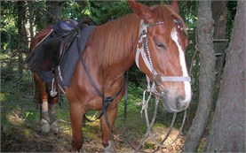 Horseback riding