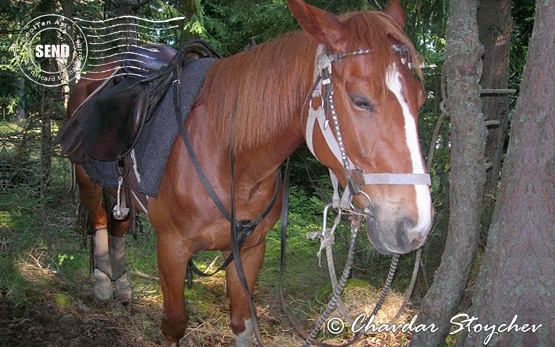 Horseback riding