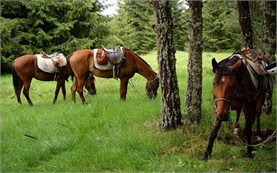 Катание на лошадях в Болгарии