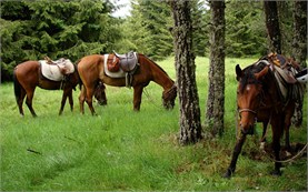 Horseback riding in Bulgaria