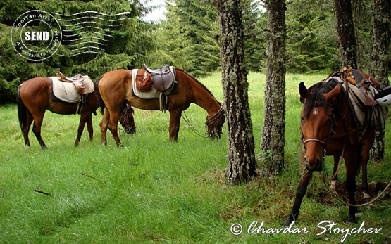 Horseback riding in Bulgaria