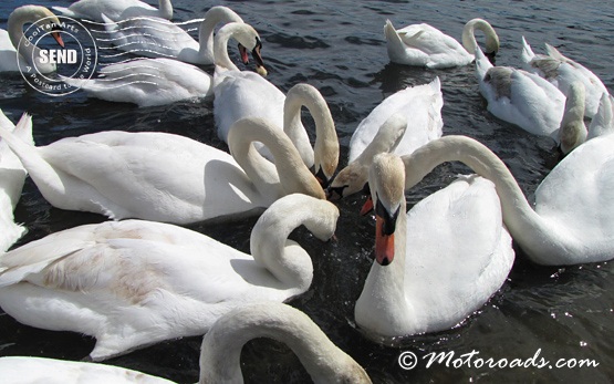 London - Swans in Hyde Park