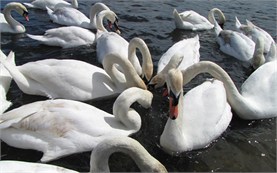 London - Swans in Hyde Park