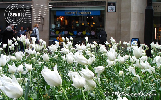 London - tulips