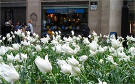 London - tulips