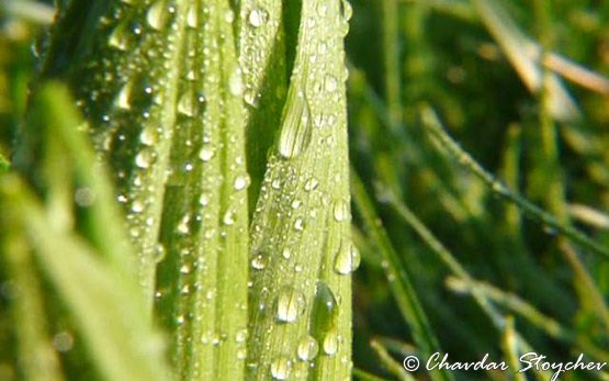 Morning dew