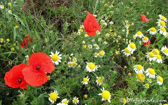 Poppy and wild camomile