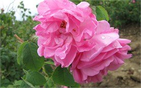 Rosa damascena - Bulgaria