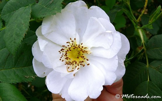Маслодайна роза дамасцена - България
