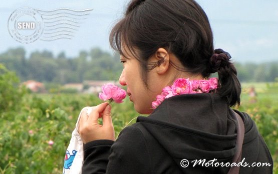 Фестиваль роз в июне в Болгарии