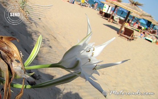 Kavaci пляж - песочная Лилия